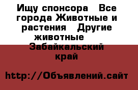 Ищу спонсора - Все города Животные и растения » Другие животные   . Забайкальский край